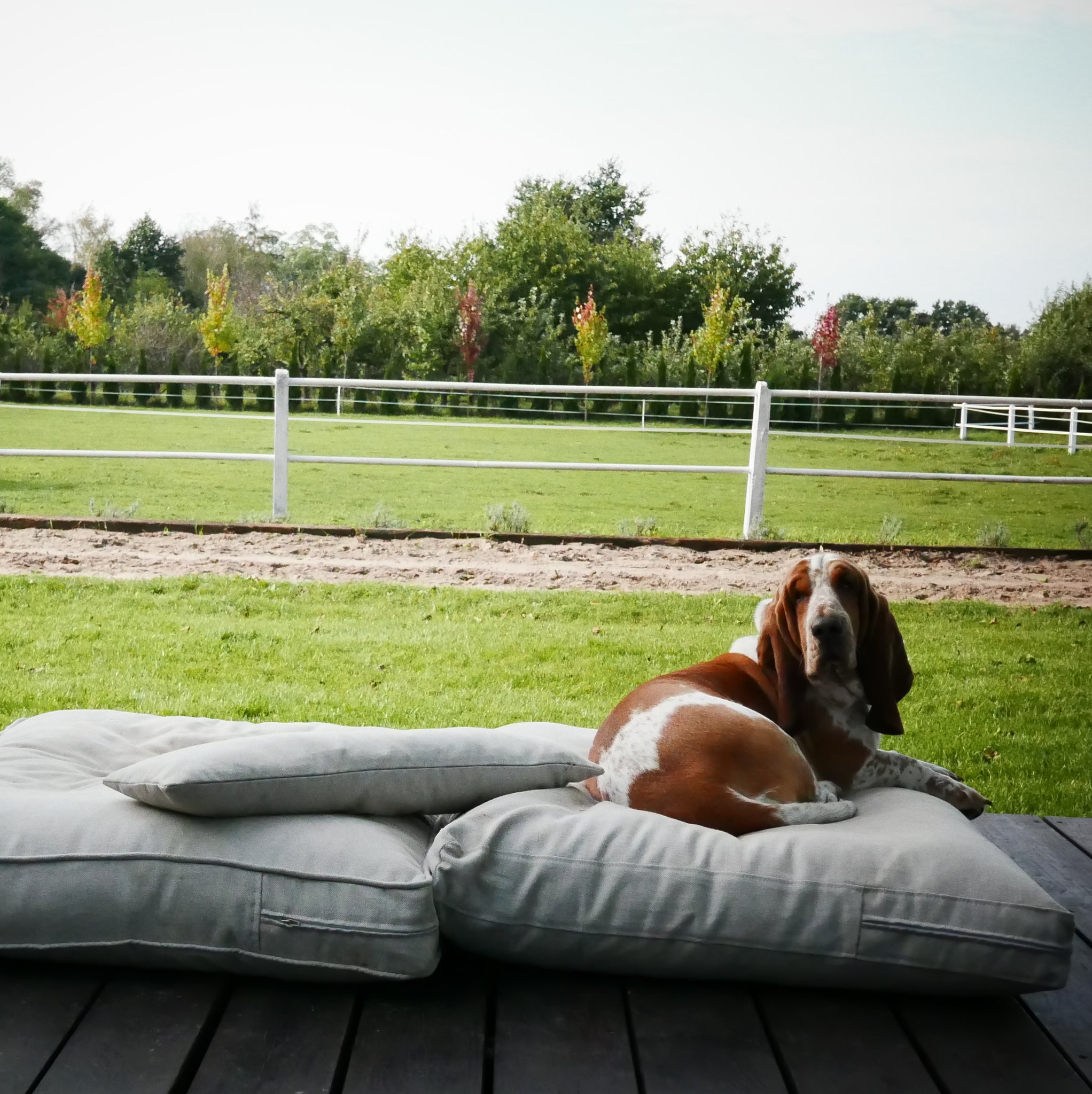 SET Handmade dog bed + cushion filled with 100% alpaca fibre